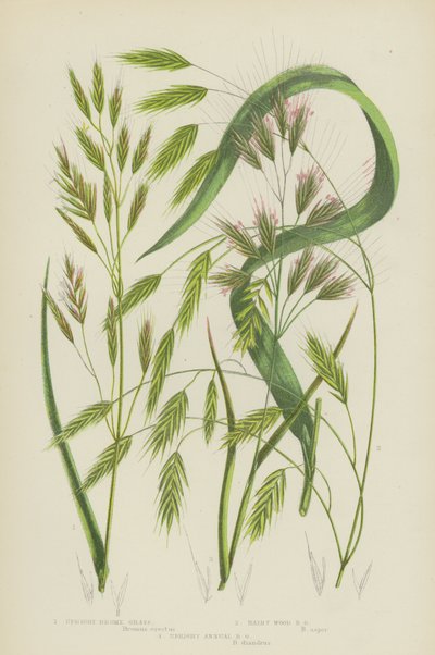Upright Brome Grass, Hairy Wood Brome Grass, Upright Annual Brome Grass by English School