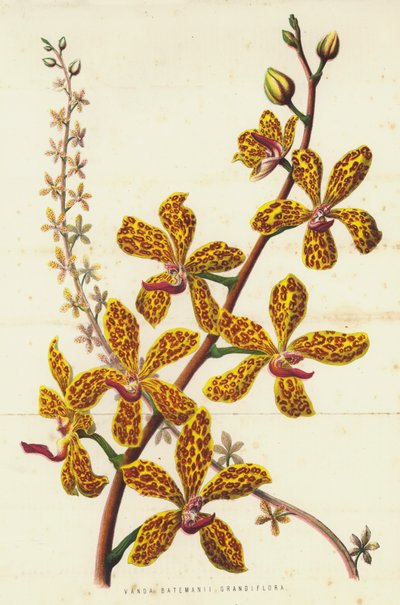 Vanda Batemanii Grandiflora by English School