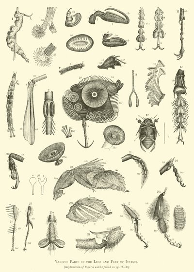 Various Parts of the Legs and Feet of Insects by English School
