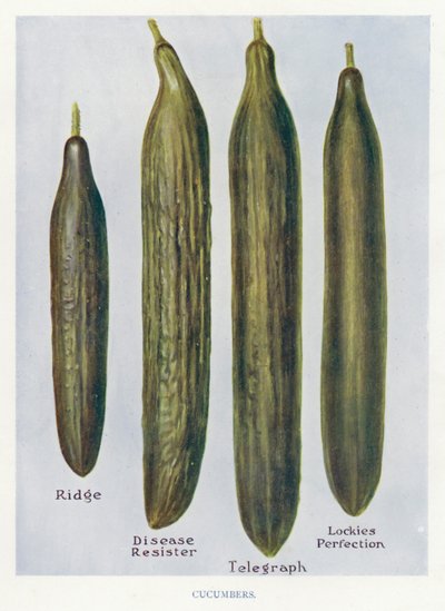 Vegetable Grower