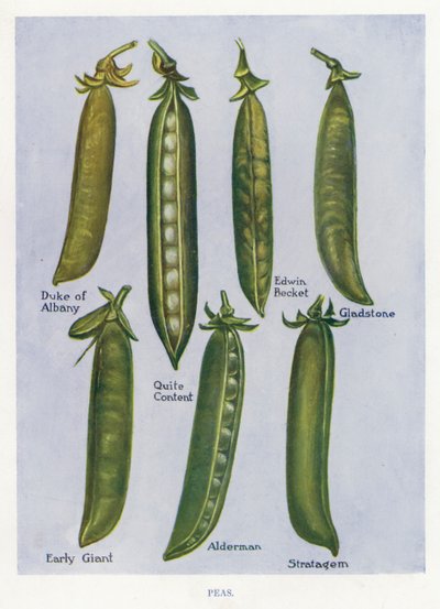 Vegetable Grower
