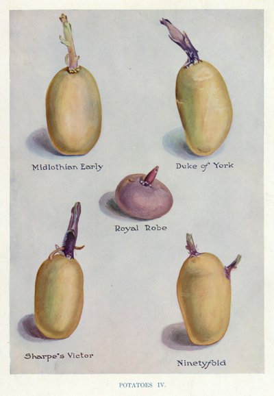 Vegetable Grower