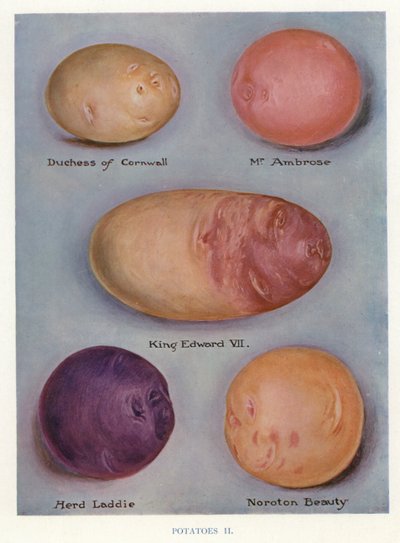 Vegetable Grower