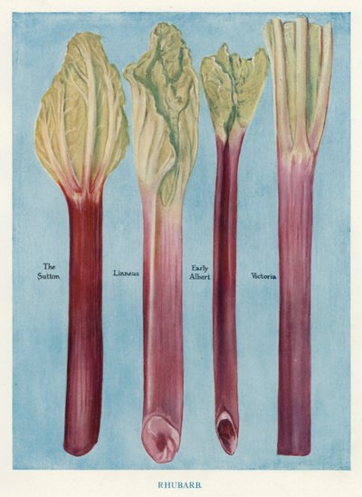 Vegetable Grower