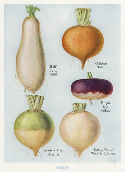 Vegetable Grower