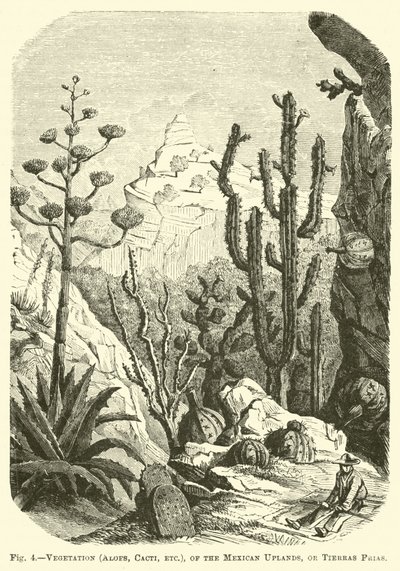 Vegetation (Aloes, Cacti, etc.), of the Mexican Uplands, or Tierras Frias by English School