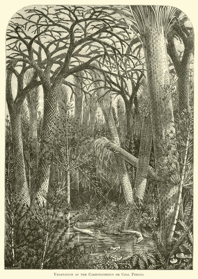 Vegetation of the Carboniferous or Coal Period by English School