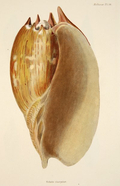 Veluta Georgina, from The Mollusca and Radiata, pub. 1833 by English School