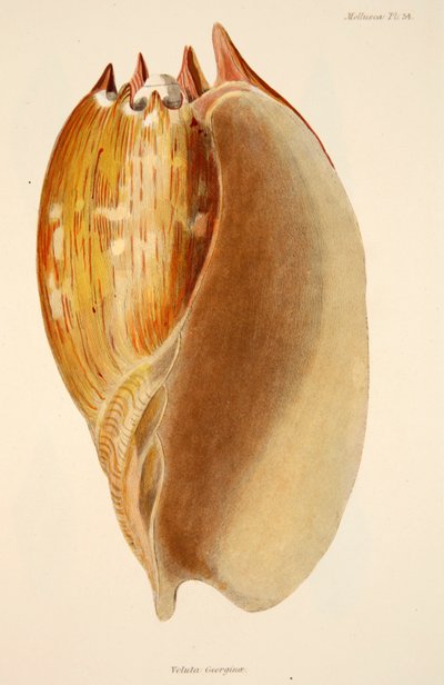 Veluta Georgina, Hand Coloured Engraving by English School