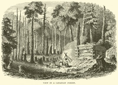 View in a Canadian forest by English School