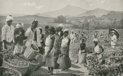 View of a Tea-Garden in Ceylon by English School