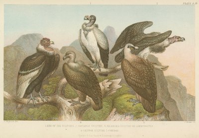 Vultures by English School