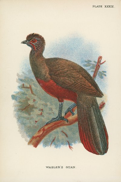 Wagler