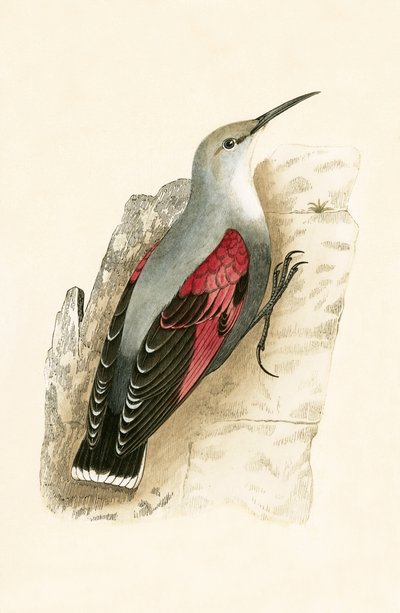 Wall Creeper, illustration from 