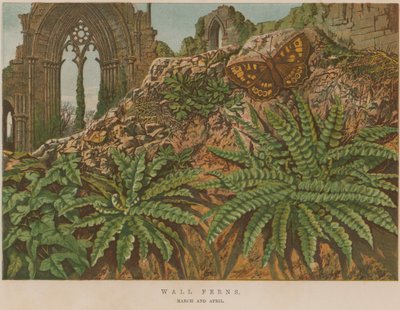 Wall Ferns by English School