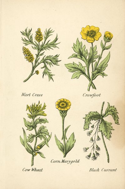 Wart Cress, Crowfoot, Cow Wheat, Corn Marygold, Black Currant by English School