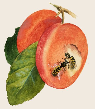 Wasps by English School