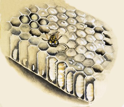 Wasp