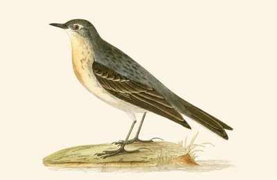 Water Pipit, illustration from 