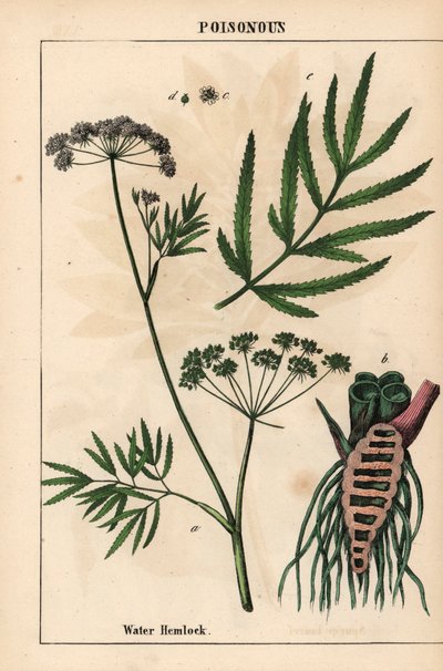 Water hemlock showing leaves, root structure and flowers. Cicuta virosa, from 