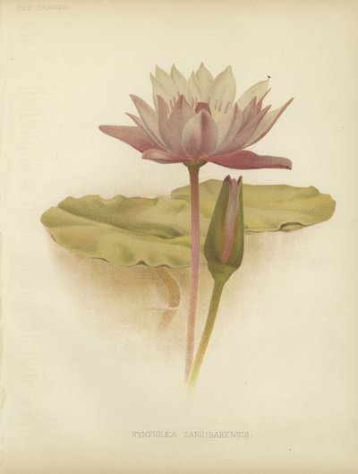 Water lily by English School