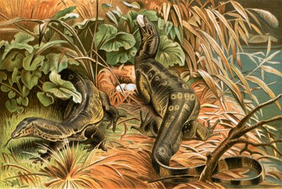 Water monitors robbing a nest by English School