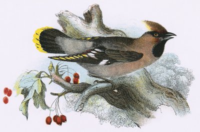 Waxwing by English School