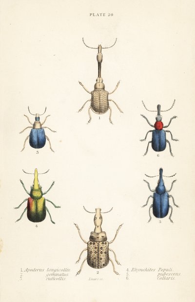 Weevils: Attelabus longicollis, Attelabus gemmatus, Attelabus ruficollis, Byctiscus populi, Rhycnhites pubescens, and Rhynchites collaris by English School