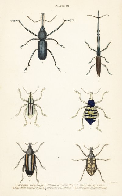 Weevils: Brentus ancharago, Rhina barbirostris, Curculio cuviera, Eupholus geoffroyi, Larinus ursus and Curculio sphacelatus by English School