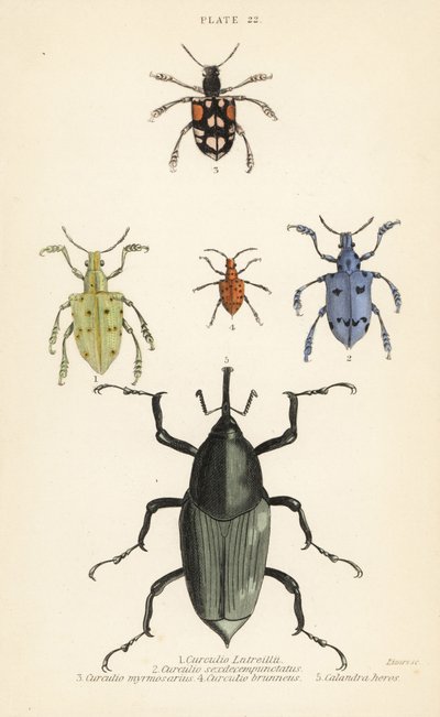 Weevils and beetles: Curculio latreillii, Curculio sexdecempunctatus, Trichaptus mutillarius, Pissodes castaneus and Calandra heros by English School
