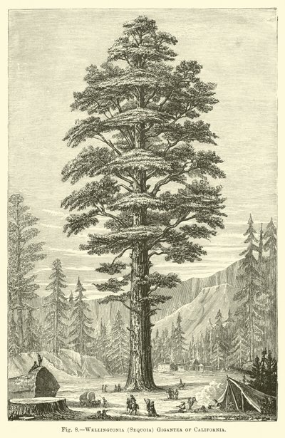 Wellingtonia (Sequoia) Gigantea of California by English School