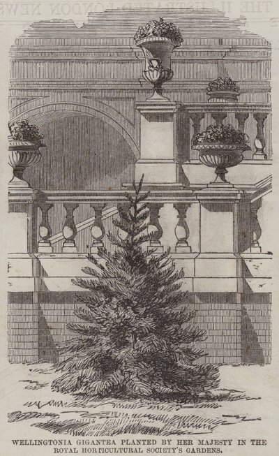 Wellingtonia Gigantea planted by Her Majesty in the Royal Horticultural Society
