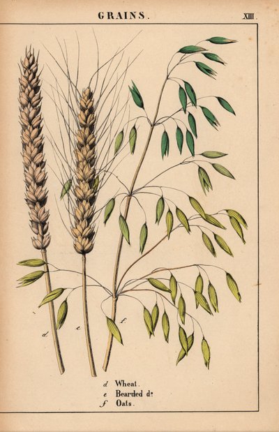 Wheat, Bearded Wheat and Oats, from 