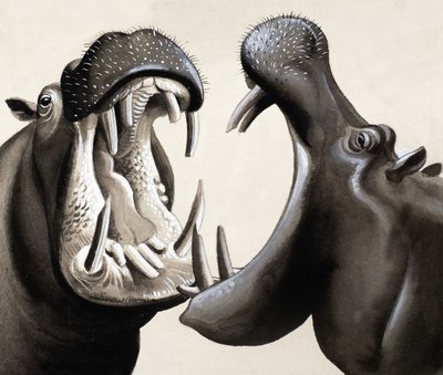 When Hippos Attack! by English School