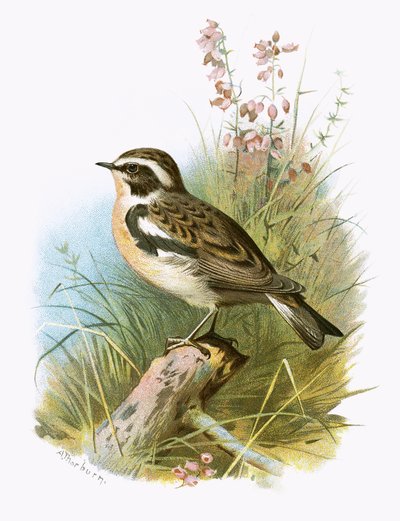 Whinchat by English School