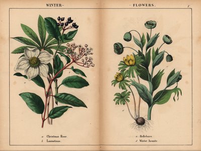 White Christmas Rose, White Laurustinus, Green Hellebore, and Yellow Winter Aconite, from 