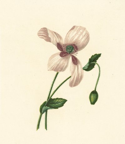 White Poppy, Papaver Somniferum by English School