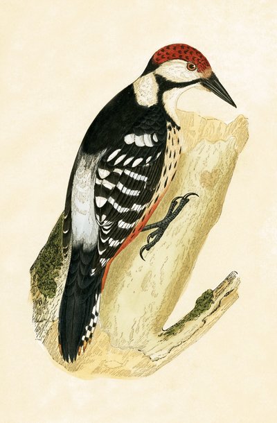 White Rumped Woodpecker, illustration from 