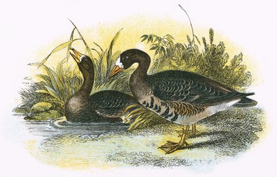 White fronted Goose by English School