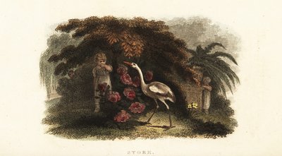 White stork, Ciconia ciconia, playing hide and seek with children in a garden by English School