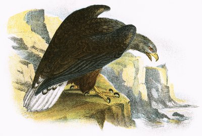 White Tailed Sea Eagle by English School