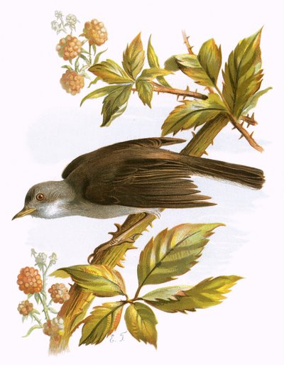 Whitethroat by English School