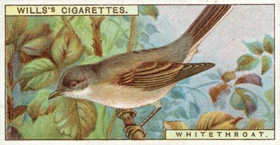 Whitethroat by English School