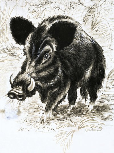 Wild Boar by English School