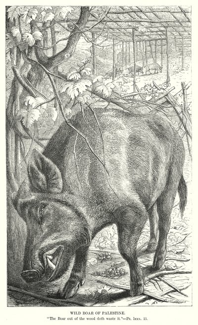 Wild Boar of Palestine by English School