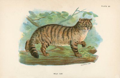 Wild Cat by English School