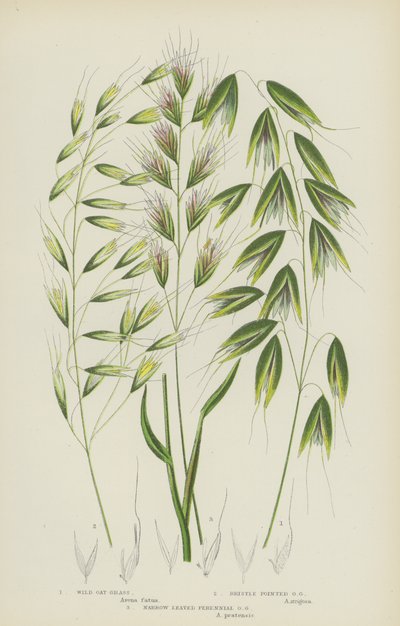 Wild Oat Grass, Bristle Pointed Oat Grass, Narrow Leaved Perennial Oat Grass by English School