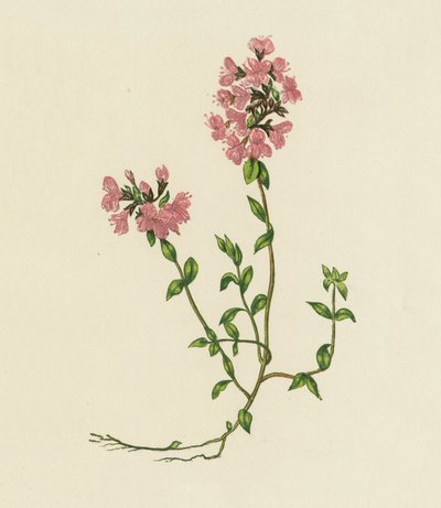 Wild Thyme, Thymus Serpyllum by English School