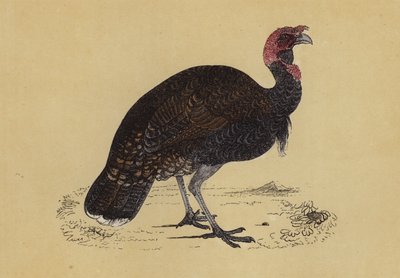 Wild Turkey by English School