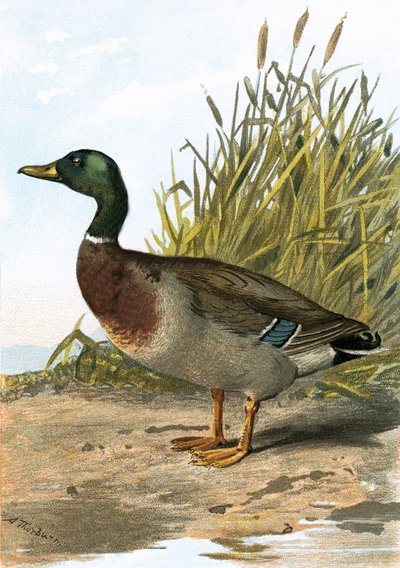 Wild duck or Mallard by English School